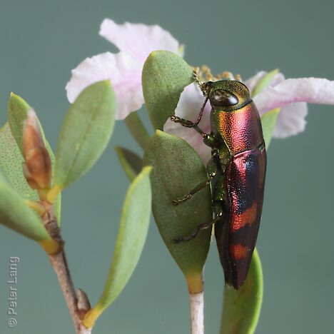 Melobasis pyritosa, PL2624, male, on Leptospermum coriaceum, EP, 10.4 × 3.8 mm